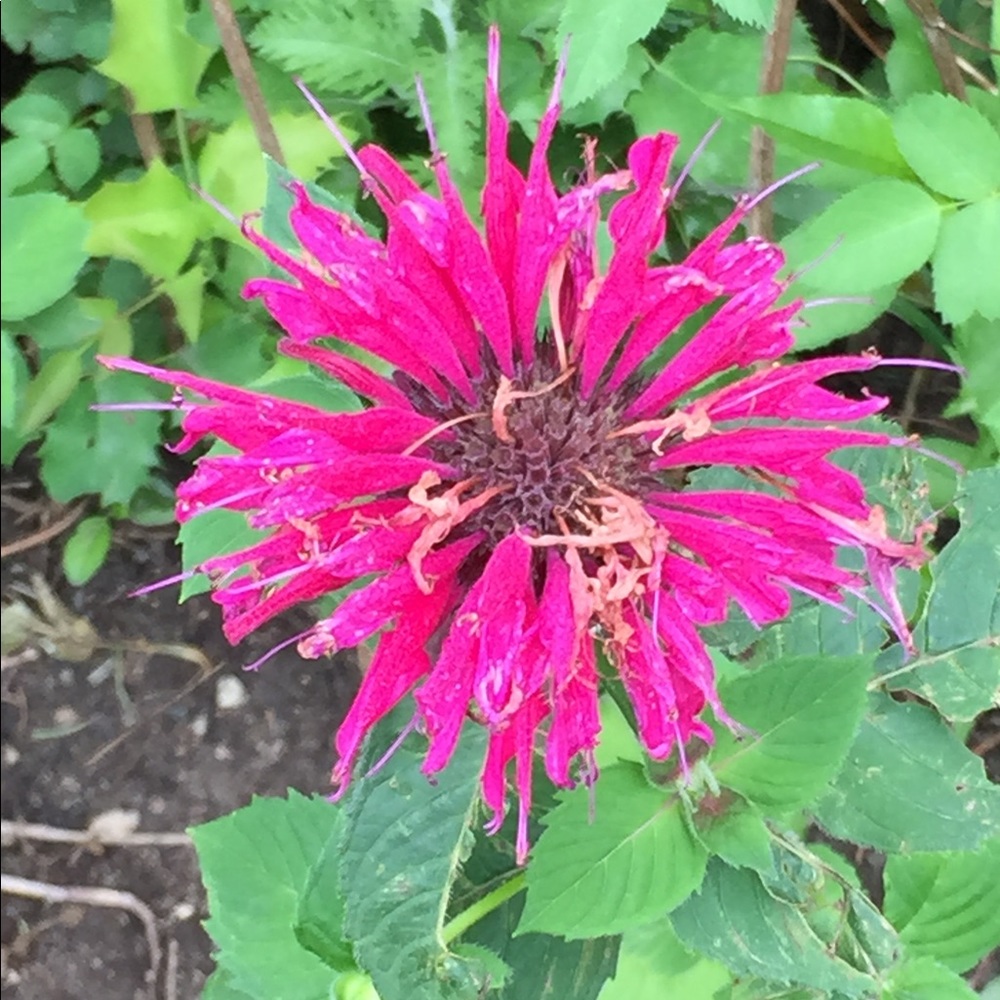 Meet your Posher, Liz